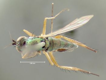 Media type: image;   Entomology 12975 Aspect: habitus dorsal view